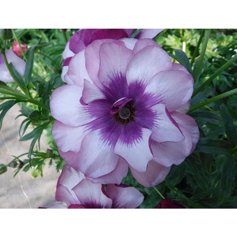 ラナンキュラス ラックス ティーバ 4〜5号ポット苗 寄せ植え 花壇