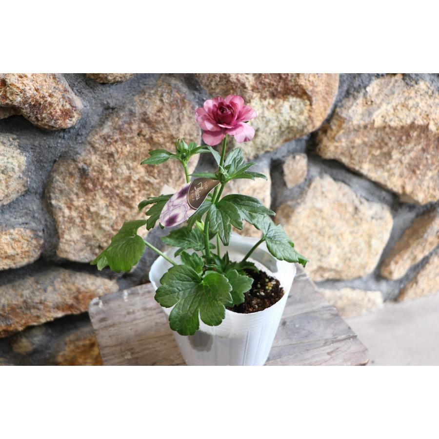 ラナンキュラス ラックス ティーバ 4〜5号ポット苗 寄せ植え 花壇