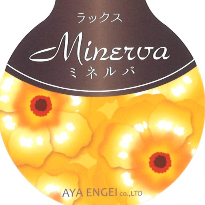 ラナンキュラス ラックス ミネルバ 4〜5号ポット苗 寄せ植え 花壇