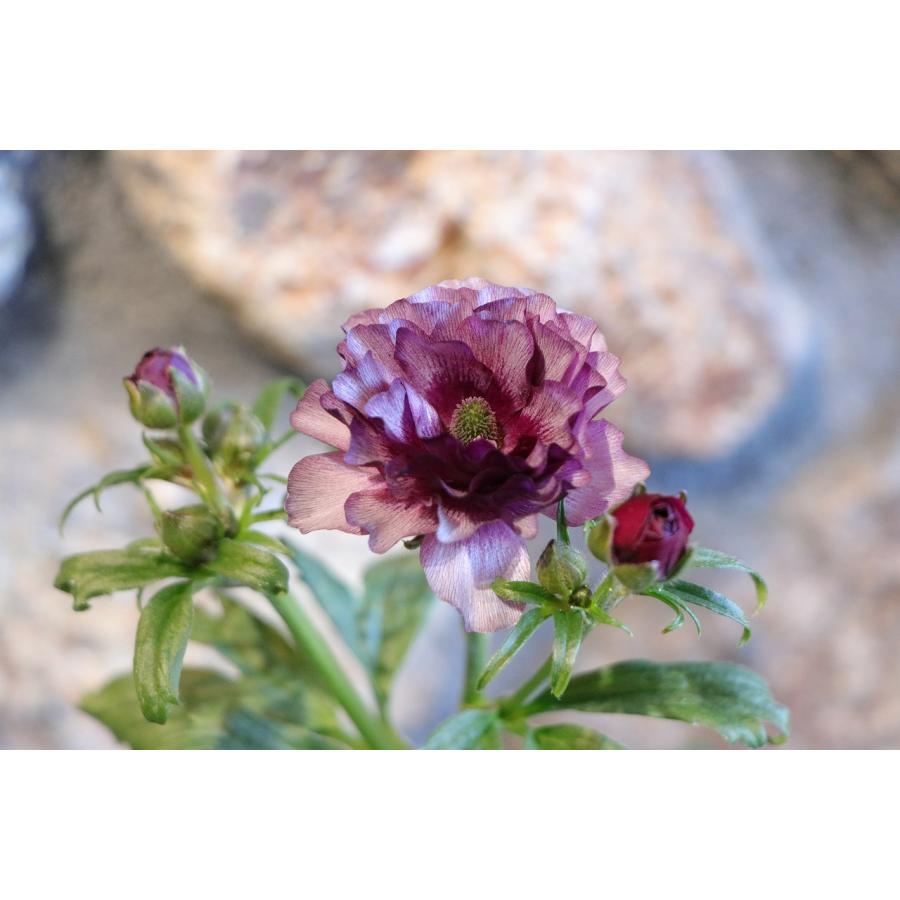 ラナンキュラス ラックス ディオニュソス 4〜5号ポット苗 寄せ植え