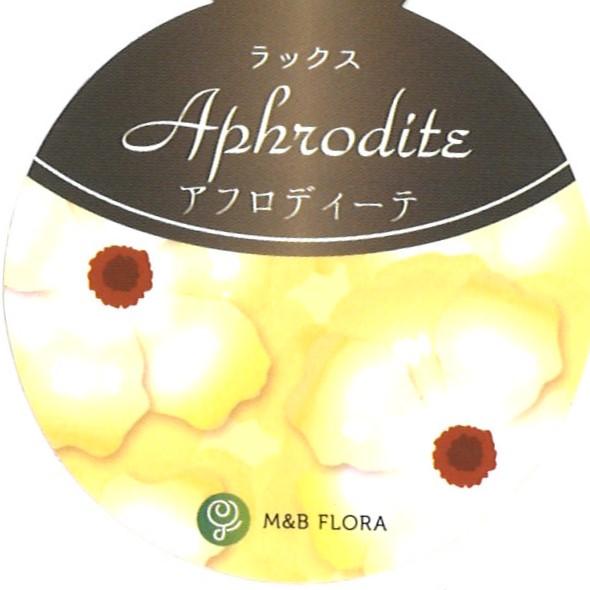 ラナンキュラス ラックス アフロディーテ 4〜5号ポット苗 寄せ植え