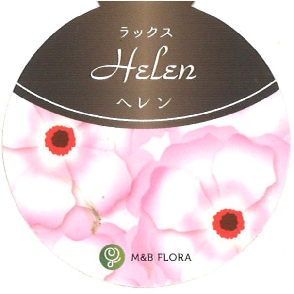 ラナンキュラス ラックス ヘレン 4〜5号ポット苗 寄せ植え 花壇