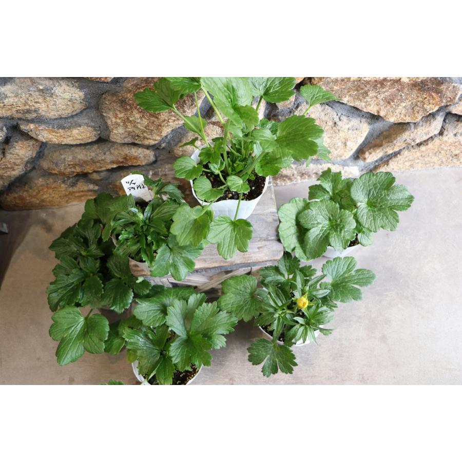 ラナンキュラス ラックス ヘレン 4〜5号ポット苗 寄せ植え 花壇 鉢植え