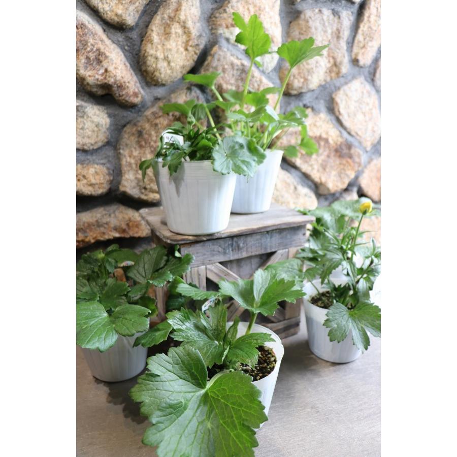 ラナンキュラス ラックス ヘレン 4〜5号ポット苗 寄せ植え 花壇 鉢植え