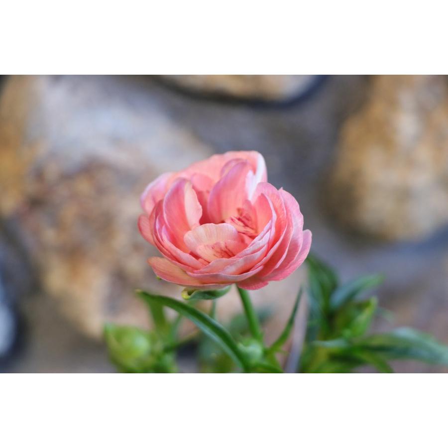 ラナンキュラス ラックス ヘレン 4〜5号ポット苗 寄せ植え 花壇 鉢植え