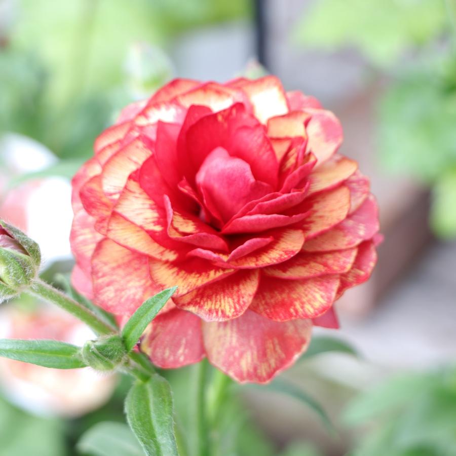 ラナンキュラス ランドセル サラセレネ カルキノス 4〜5号ポット苗