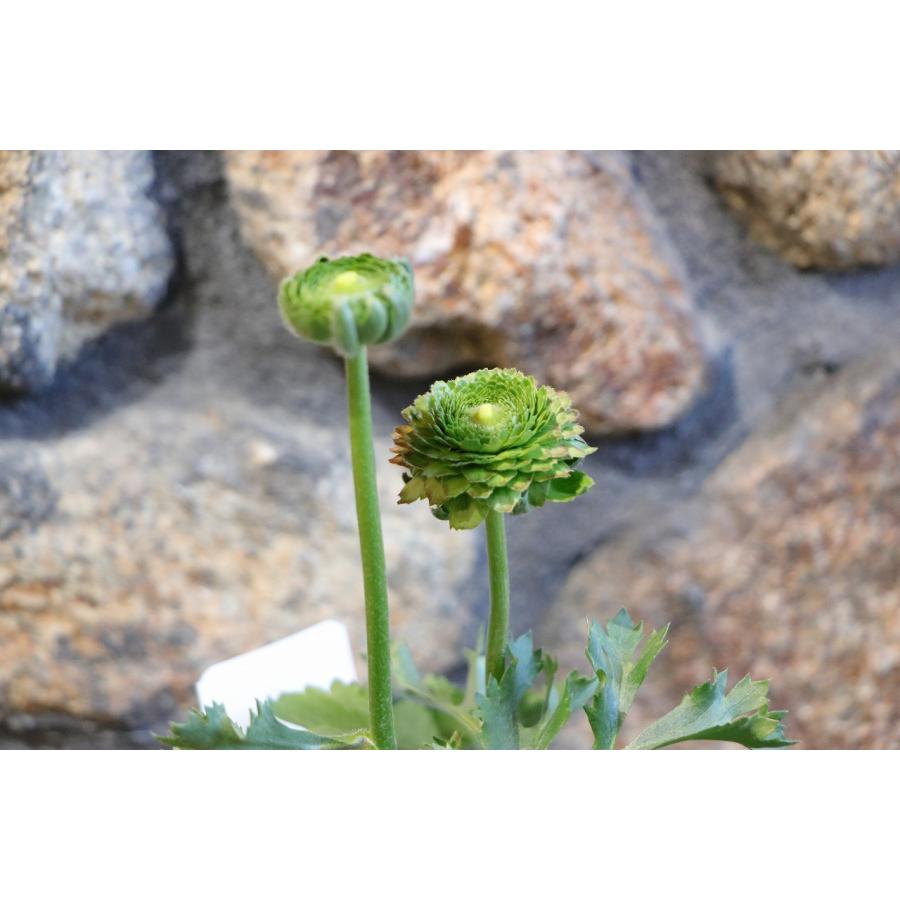 ラナンキュラス ポンポン フローラ 4〜5号ポット苗 寄せ植え 花壇