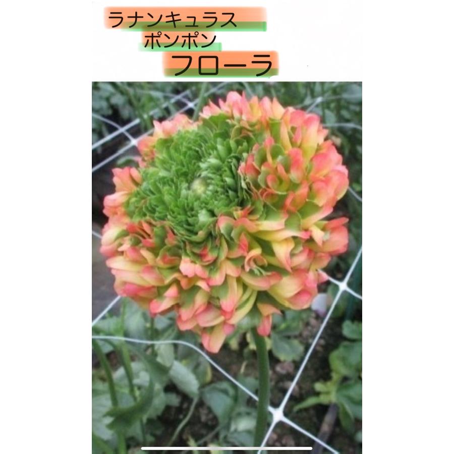 ラナンキュラス ポンポン フローラ 4〜5号ポット苗 寄せ植え 花壇