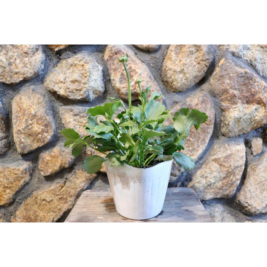 ラナンキュラス ポンポン ルナ 4〜5号ポット苗 寄せ植え 花壇 鉢植え