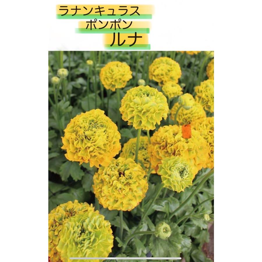 ラナンキュラス ポンポン ルナ 4〜5号ポット苗 寄せ植え 花壇 鉢植え