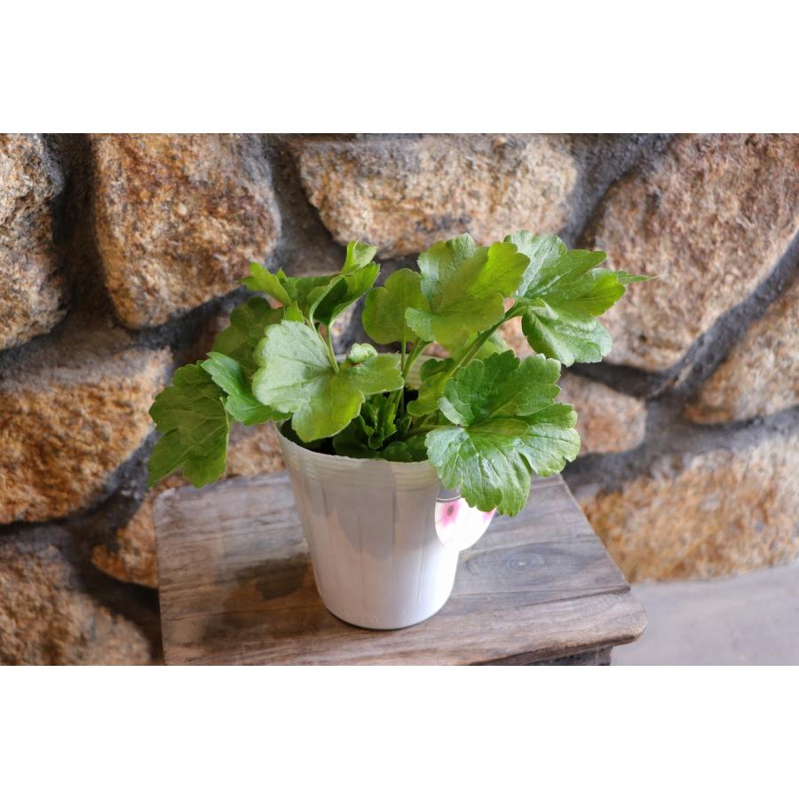 ラナンキュラス ラックス アイオリア 4〜5号ポット苗 寄せ植え 花壇