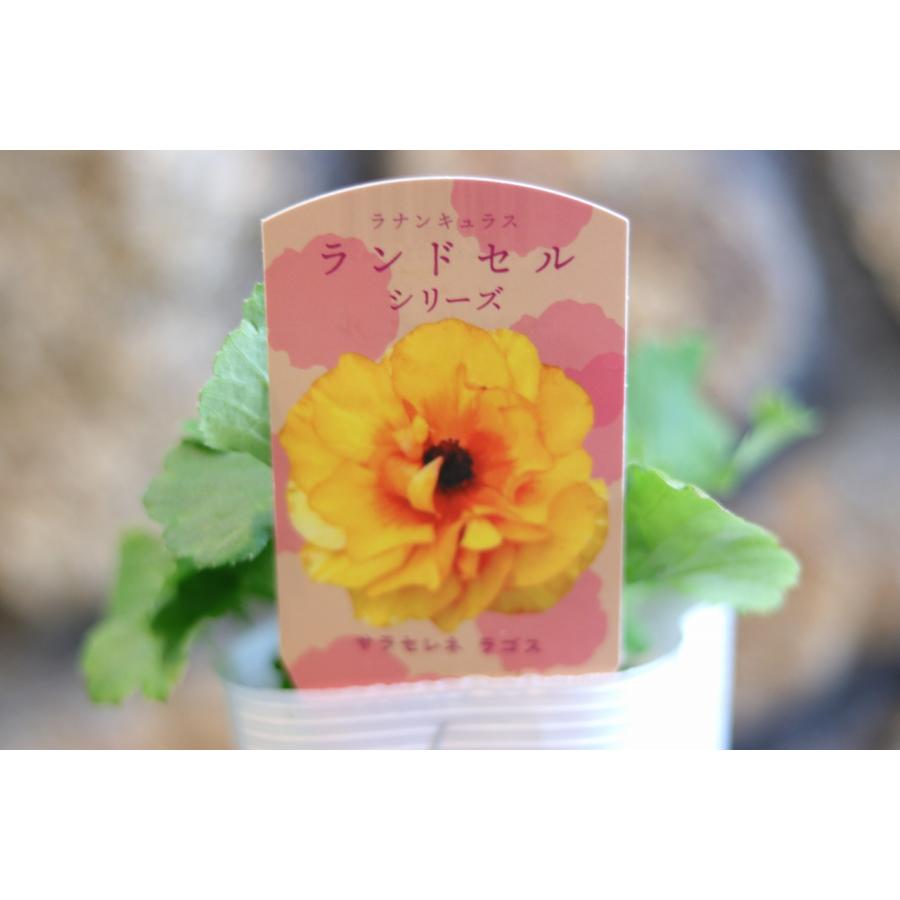 ラナンキュラス ランドセル サラセレネ ラゴス 3〜3.5号ポット苗 寄せ
