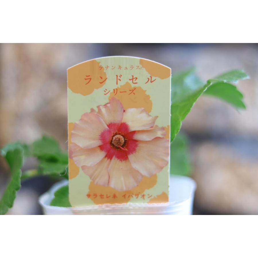 ラナンキュラス ランドセル サラセレネ イパリオン 3〜3.5号ポット苗
