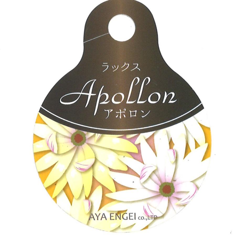 ラナンキュラス ラックス アポロン 4〜5号ポット苗 寄せ植え 花壇