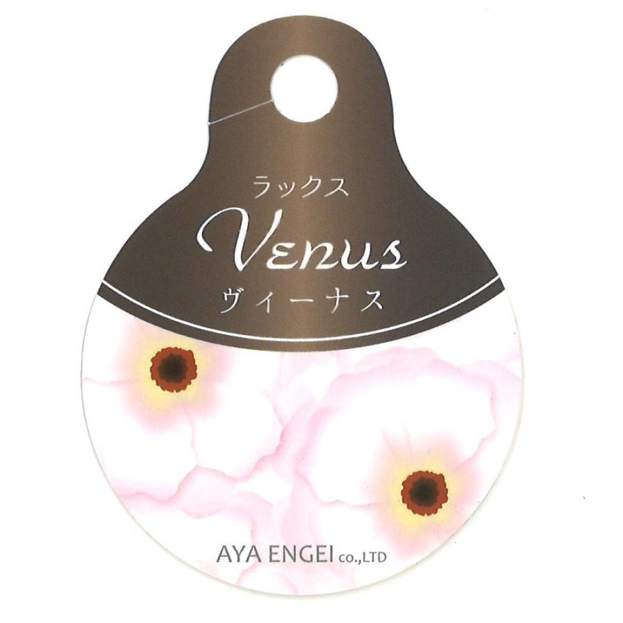 ラナンキュラス ラックス アポロン 4〜5号ポット苗 寄せ植え 花壇