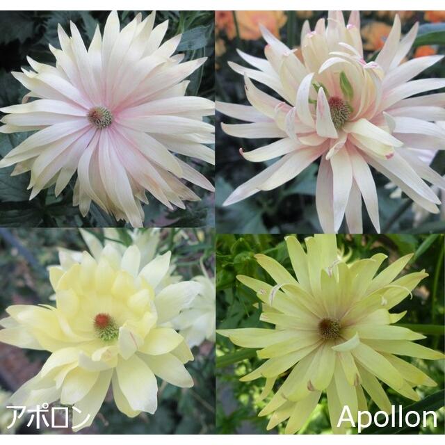 ラナンキュラス ラックス アポロン 4〜5号ポット苗 寄せ植え 花壇