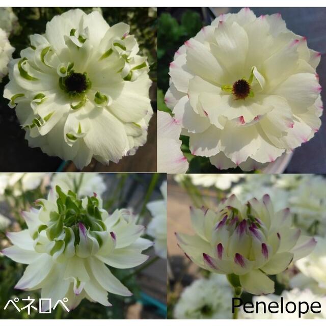 ラナンキュラス ラックス ペネロペ 4〜5号ポット苗 寄せ植え 花壇