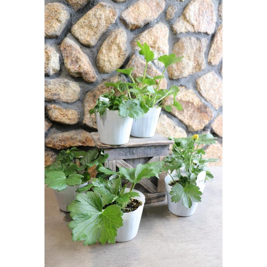 ラナンキュラス ラックス ペネロペ 4〜5号ポット苗 寄せ植え 花壇