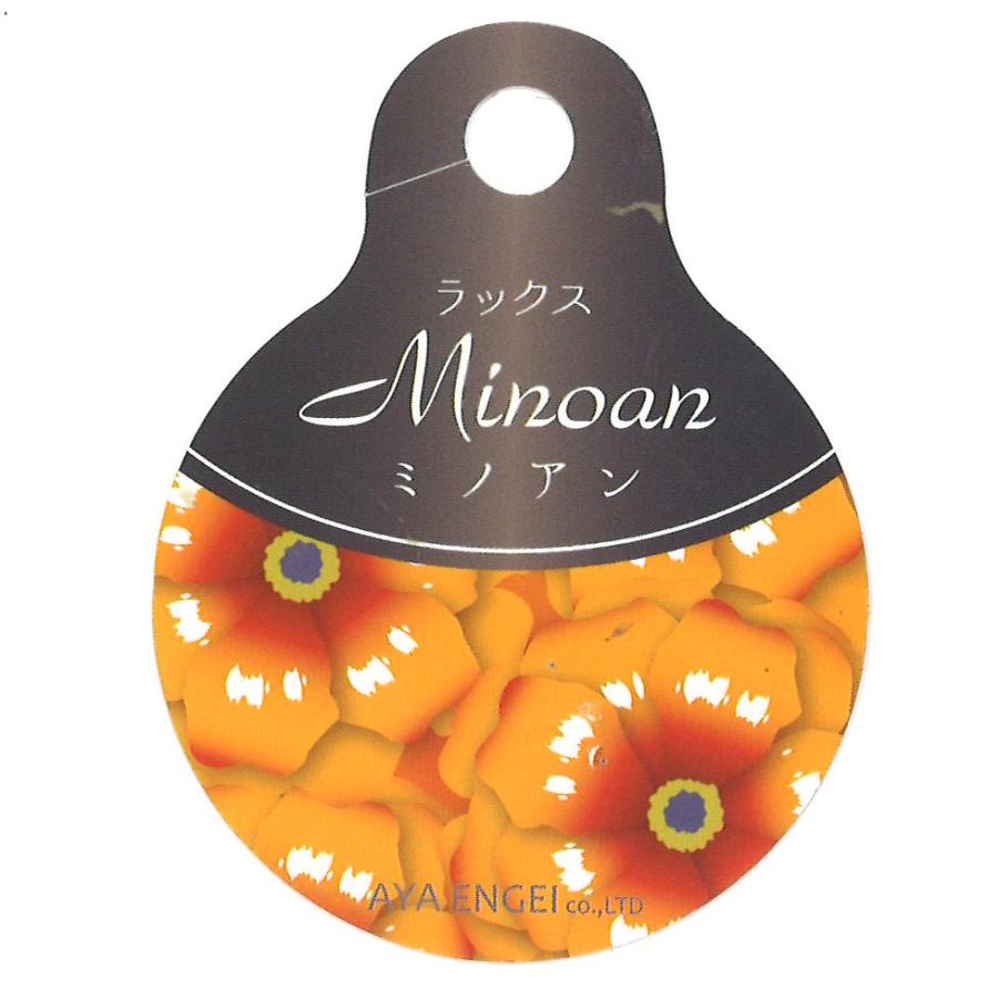 ラナンキュラス ラックス ミノアン 4〜5号ポット苗 寄せ植え 花壇