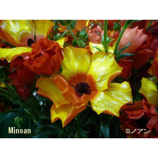ラナンキュラス ラックス ミノアン 4〜5号ポット苗 寄せ植え 花壇