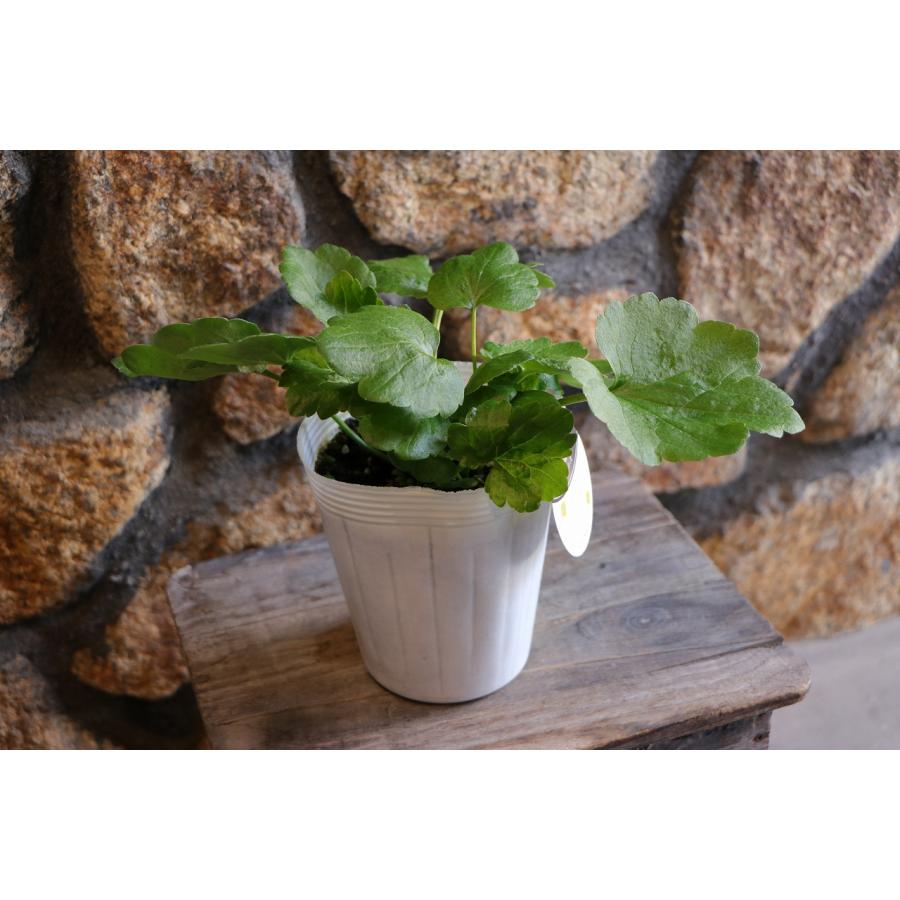 ラナンキュラス ラックス リュキア 4〜5号ポット苗 寄せ植え 花壇