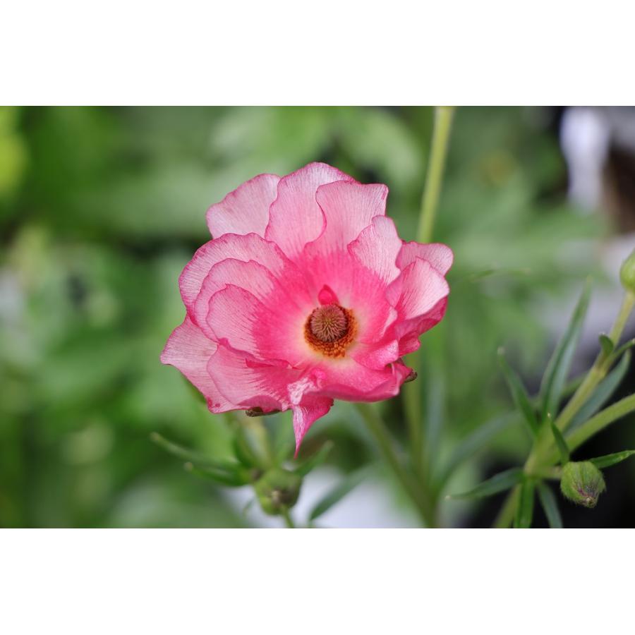 ラナンキュラス ラックス リュキア 4〜5号ポット苗 寄せ植え 花壇