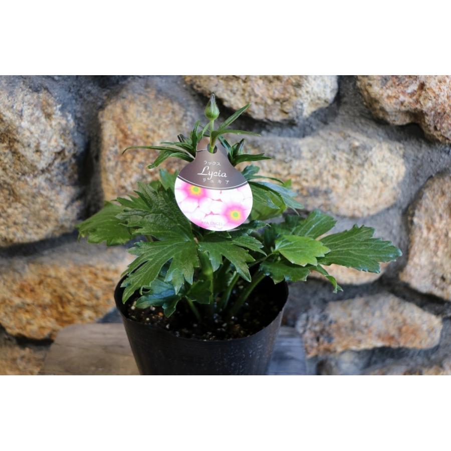 ラナンキュラス ラックス リュキア 4〜5号ポット苗 寄せ植え 花壇