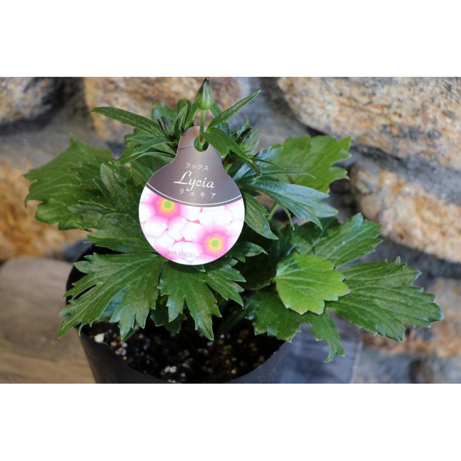 ラナンキュラス ラックス リュキア 4〜5号ポット苗 寄せ植え 花壇