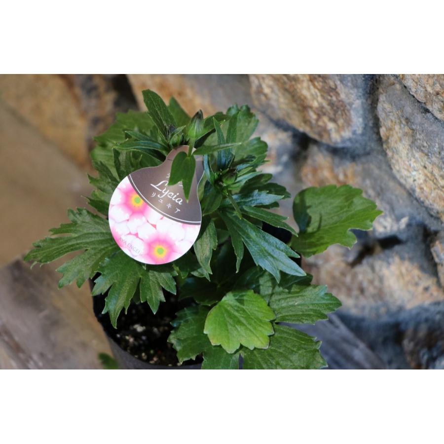 ラナンキュラス ラックス リュキア 4〜5号ポット苗 寄せ植え 花壇