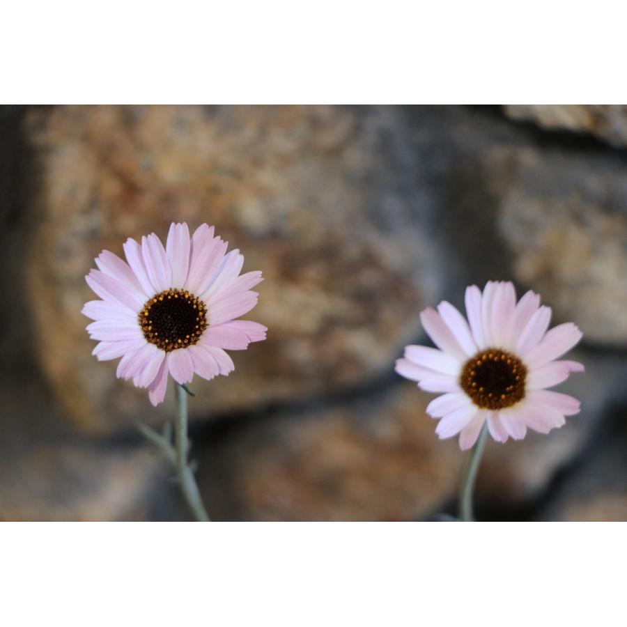 ローダンセマム エルフピンク 3 5号ポット苗 寄せ植え 花壇 Rhodanthemum1 グリーンプラザ山長 通販 Yahoo ショッピング