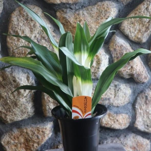 オモト あけぼの 5.5号鉢 万年青 曙 プレゼント お祝 引っ越し 引越