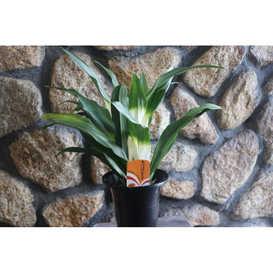 オモト あけぼの 5.5号鉢 万年青 曙 プレゼント お祝 引っ越し 引越