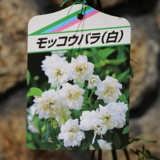 かわいいオベリスク 花 ガーデニング の商品一覧 通販 Yahoo ショッピング