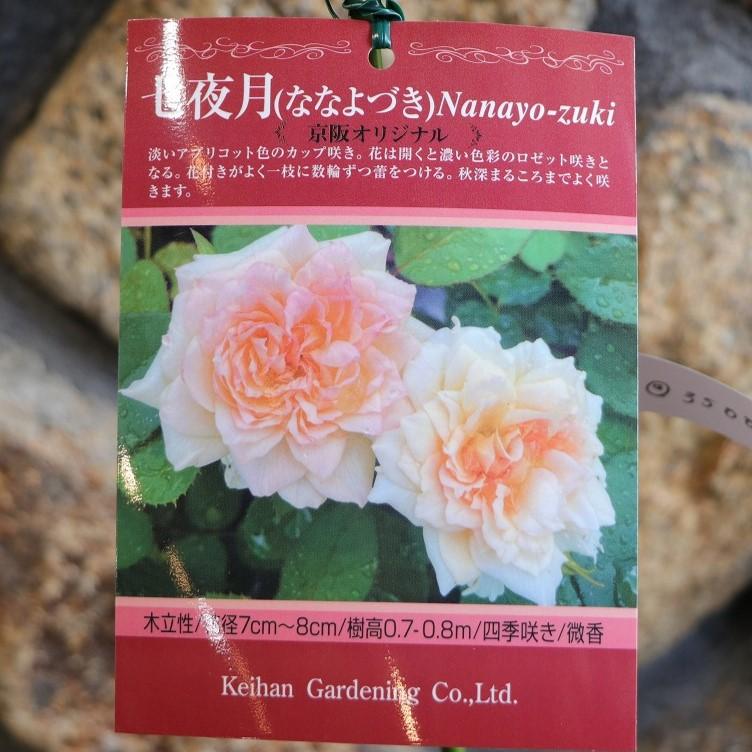 薔薇生花 9月長月様 薔薇生花 9月長月様 29本のバラの花束-永遠に愛し