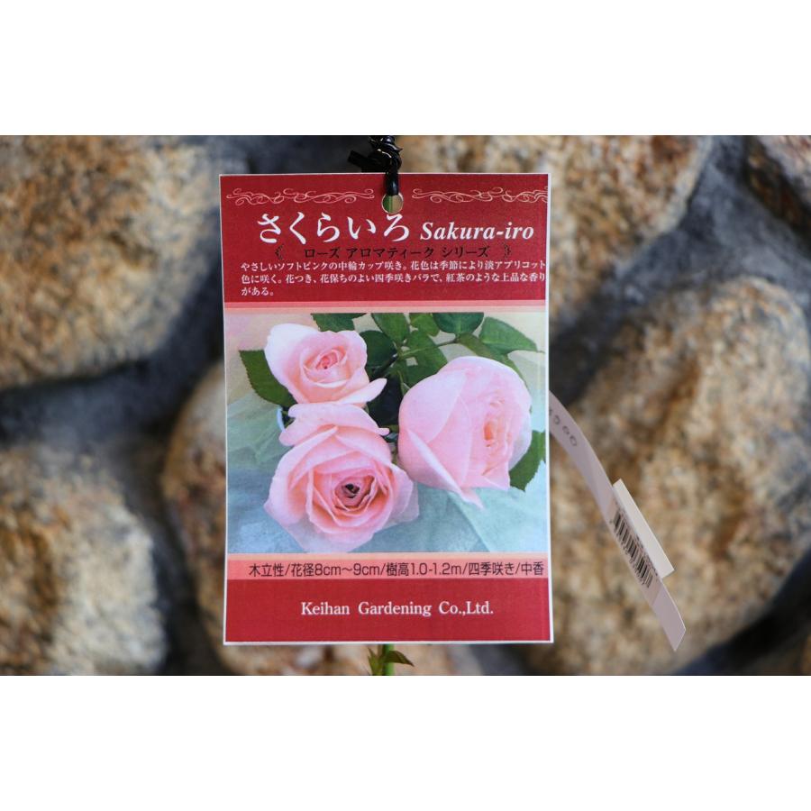 バラ さくらいろ 新苗 3.5号鉢 京阪園芸 薔薇 四季咲き 寄せ植え 花壇