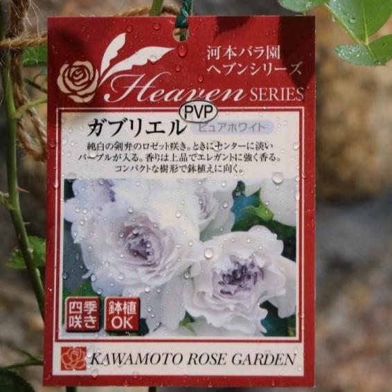 バラ ヘブンシリーズ ガブリエル 新苗 3.5〜4号鉢 河本バラ園 四季咲き