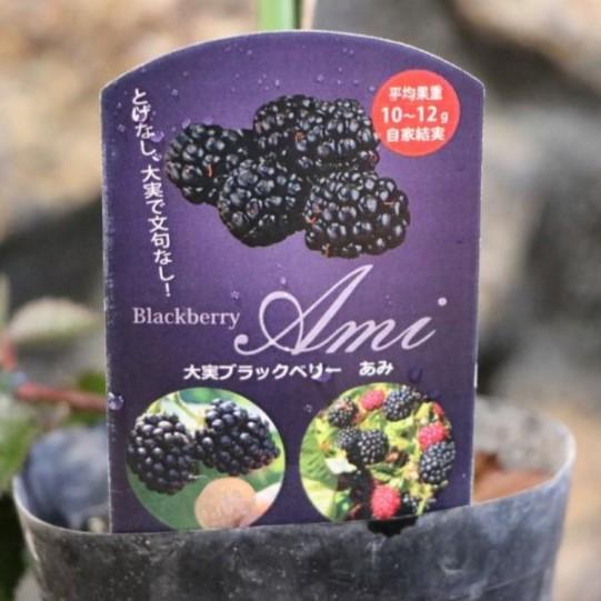 大実 ブラックベリー あみ 3.5号ポット苗 果樹 苗木 : グリーンプラザ