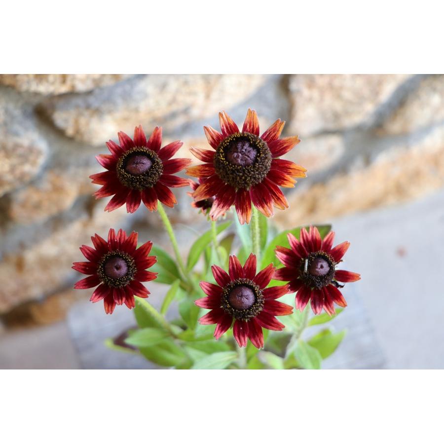 ルドベキア チェリーブランデー 3〜3.5号ポット苗 寄せ植え 花壇
