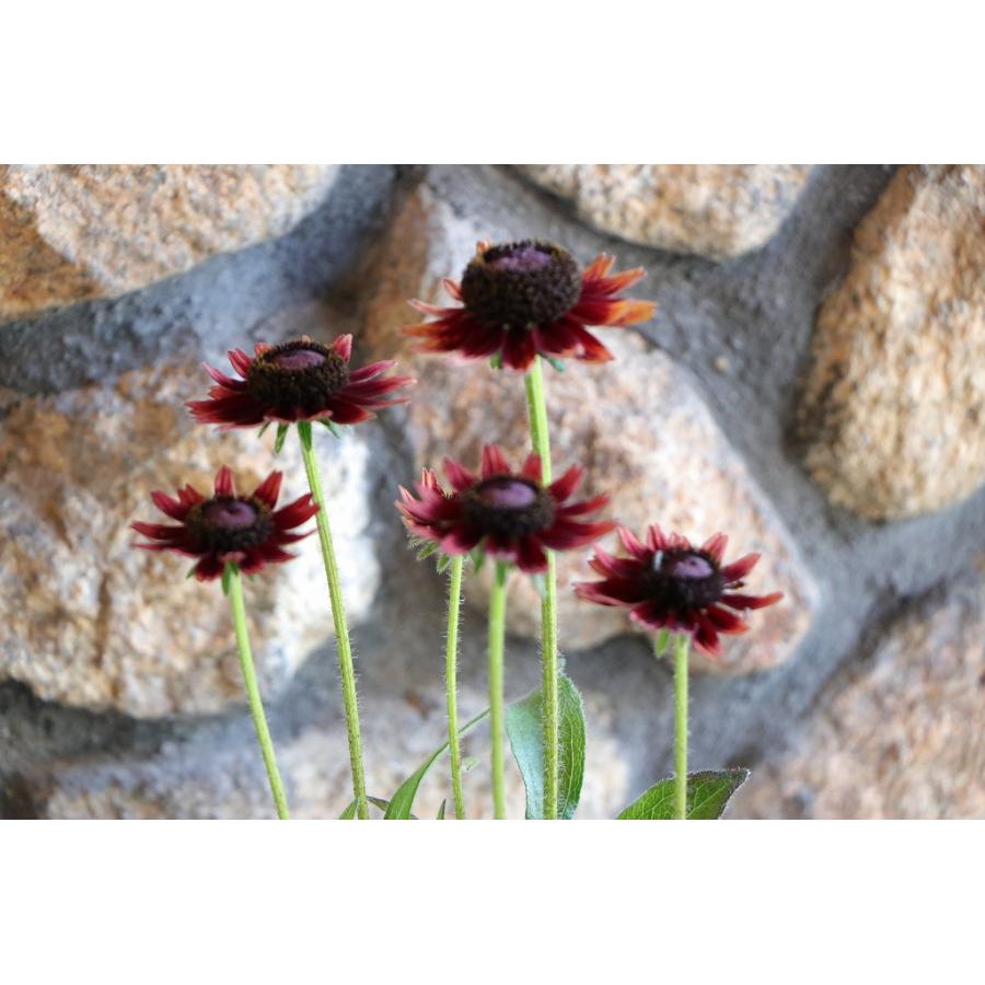 ルドベキア チェリーブランデー 3〜3.5号ポット苗 寄せ植え 花壇