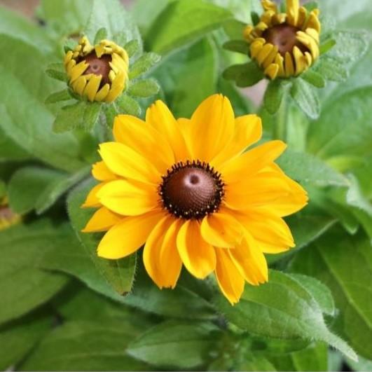ルドベキア タイガーアイ 4号ポット苗 寄せ植え 花壇 Rudbeckia2 グリーンプラザ山長 通販 Yahoo ショッピング