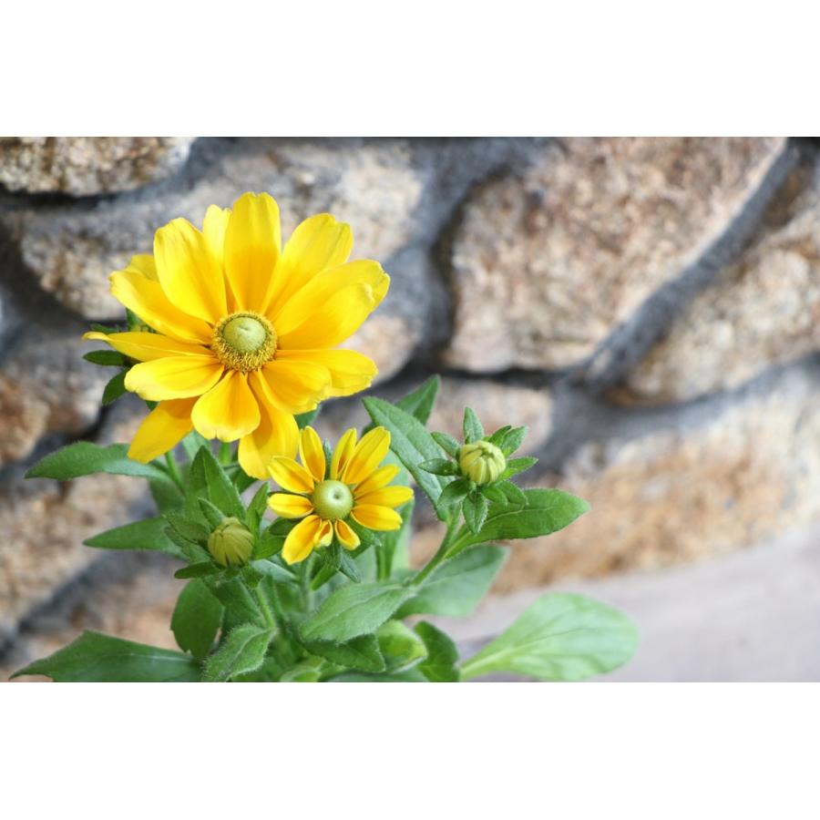 ルドベキア プレーリーサン 3 5号ポット苗 寄せ植え 花壇 Rudbeckia3 グリーンプラザ山長ヤフーショッピング店 通販 Yahoo ショッピング