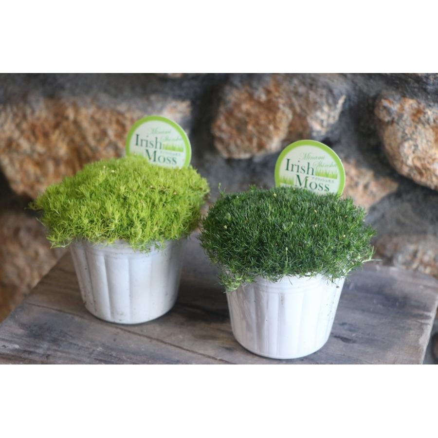 アイリッシュモス 3号ポット苗 サギナ カラーリーフ 寄せ植え グランドカバー Saginasubulata1 グリーンプラザ山長 通販 Yahoo ショッピング