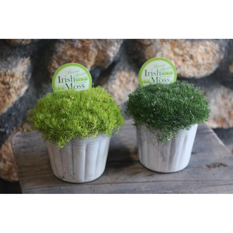アイリッシュモス 3号ポット苗 サギナ カラーリーフ 寄せ植え グランドカバー Saginasubulata1 グリーンプラザ山長 通販 Yahoo ショッピング