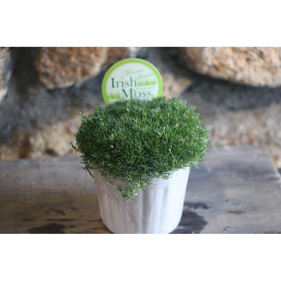 アイリッシュモス 3号ポット苗 サギナ カラーリーフ 寄せ植え グランドカバー Saginasubulata1 グリーンプラザ山長 通販 Yahoo ショッピング
