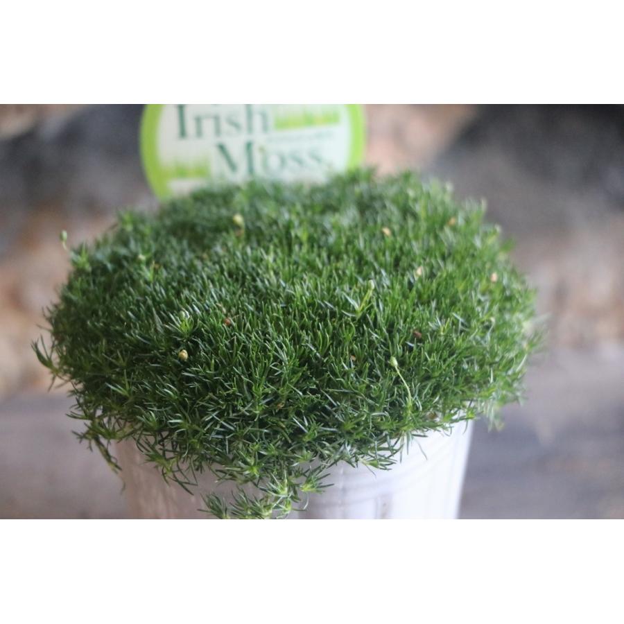 アイリッシュモス 3号ポット苗 サギナ カラーリーフ 寄せ植え グランドカバー Saginasubulata1 グリーンプラザ山長 通販 Yahoo ショッピング