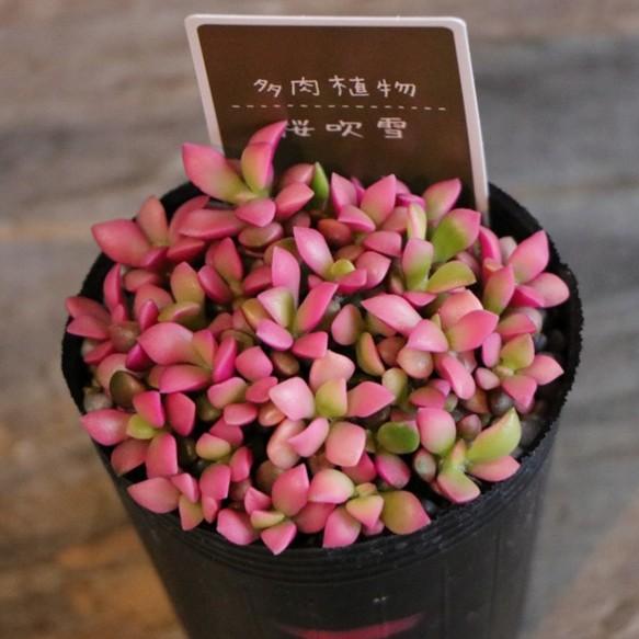 多肉植物 桜吹雪 2〜2.5号ポット苗 アナカンプセロス : グリーンプラザ