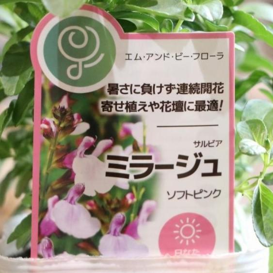 サルビア ミラージュ ソフトピンク ハーブ１苗 綺麗な開花株入荷♪サルビア・ミラージュ「ソフトピンク」(3.5号