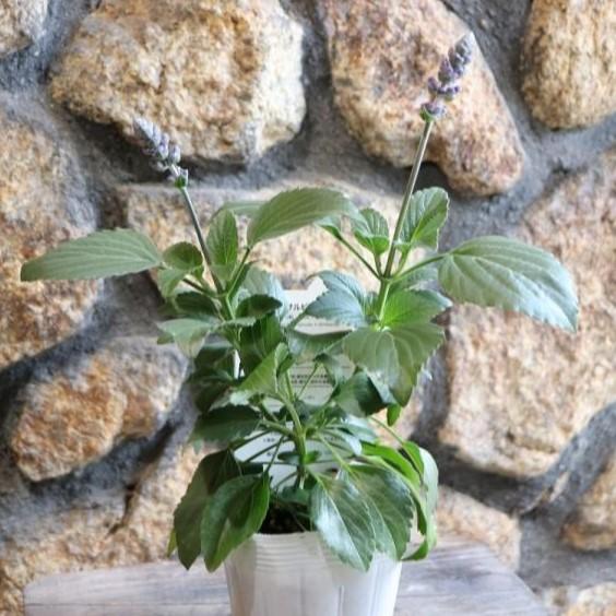 宿根サルビア ミスティックスパイヤーズブルー 3 5号ポット苗 寄せ植え 花壇 Salvia4 グリーンプラザ山長 通販 Yahoo ショッピング