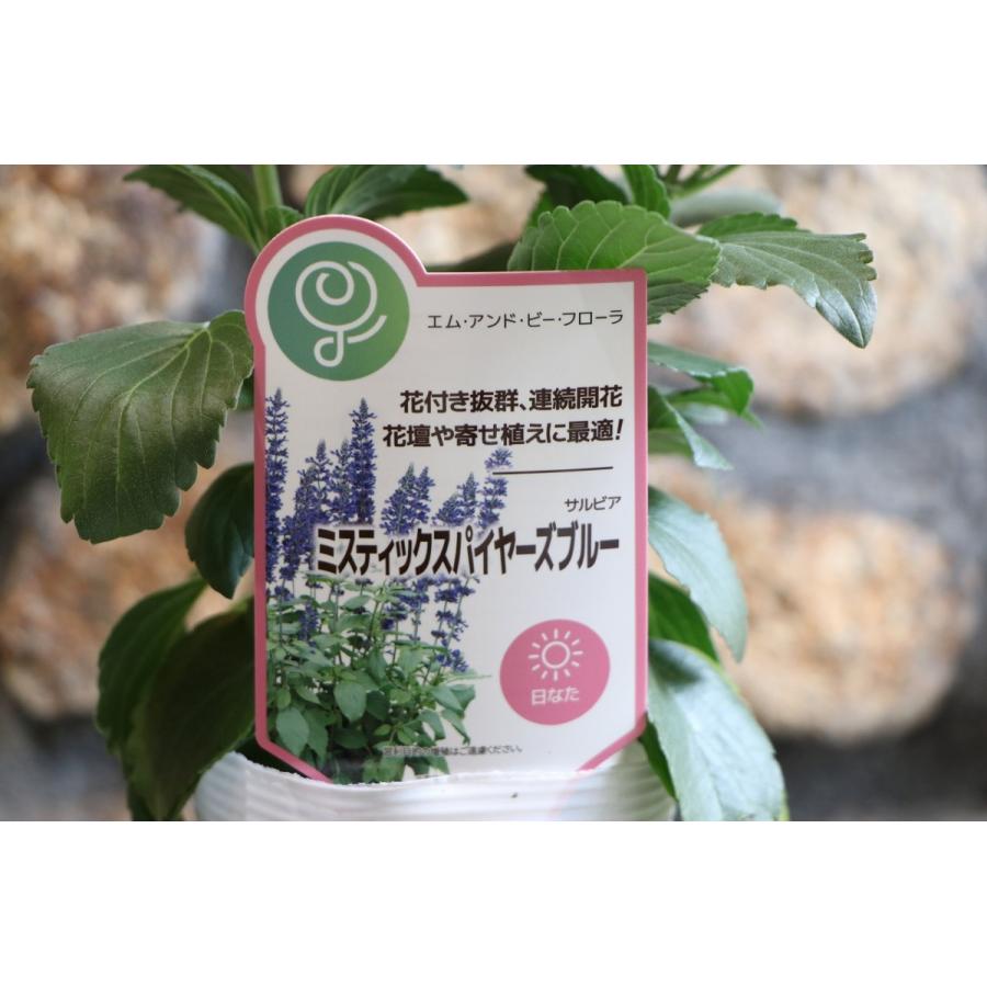 宿根サルビア ミスティックスパイヤーズブルー 3 5号ポット苗 寄せ植え 花壇 Salvia4 グリーンプラザ山長 通販 Yahoo ショッピング