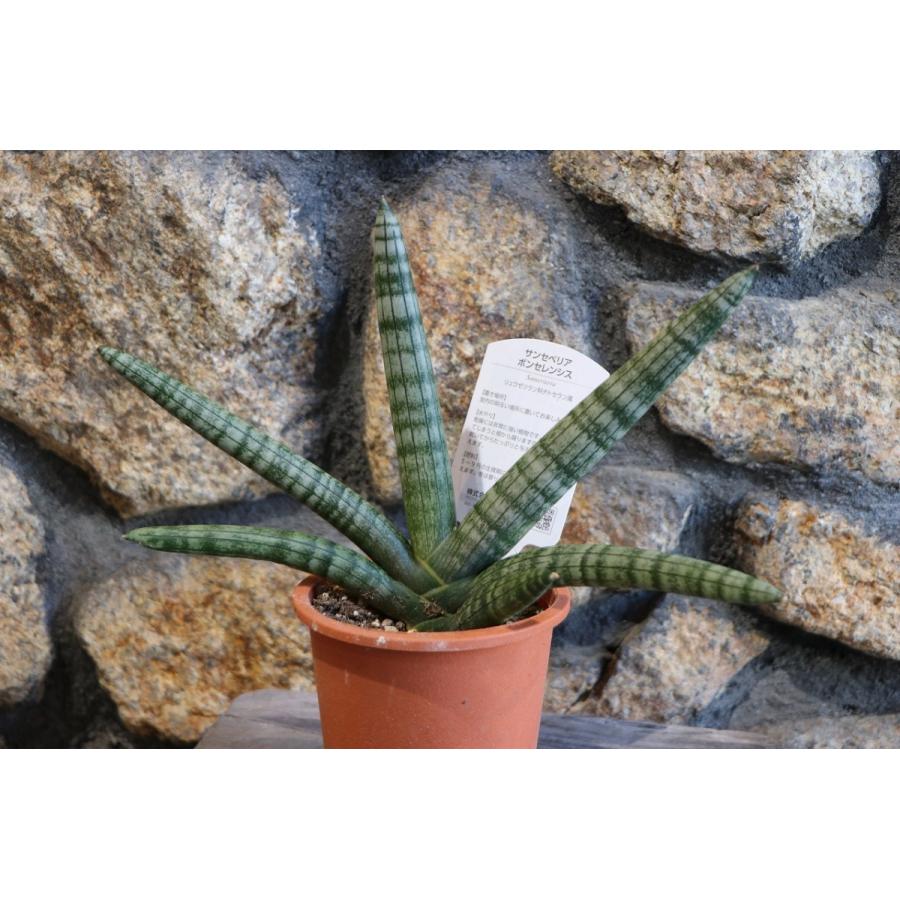 現品１ サンスベリア サンセベリア ボンセレンシス 4 5号鉢 マイナスイオン 観葉植物 現品１ Sansevieria2 グリーンプラザ山長ヤフーショッピング店 通販 Yahoo ショッピング